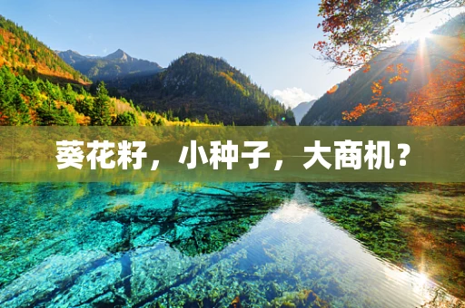葵花籽，小种子，大商机？